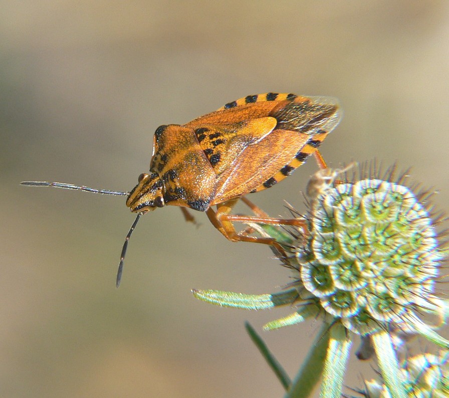 Carpocoris pudicus, adulto e giovane